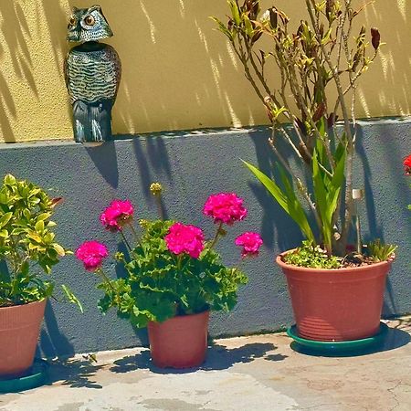 Terra Cha Cottage,Feel Home, São Vicente Eksteriør bilde