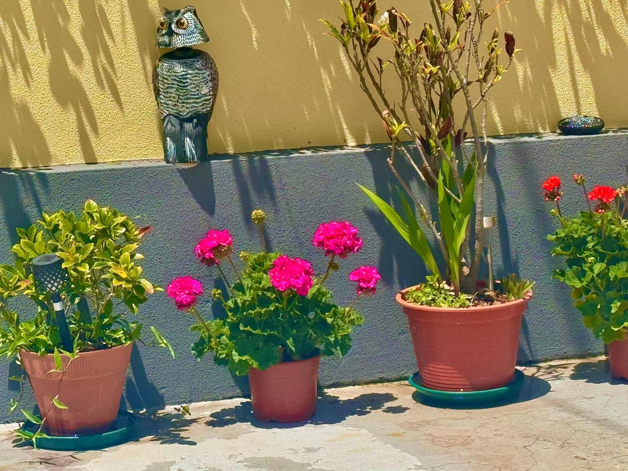 Terra Cha Cottage,Feel Home, São Vicente Eksteriør bilde